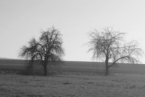 IMG_03_land